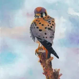 toxic chemical ingestion and loss of habitat are part of the reasons for their decline in populaton